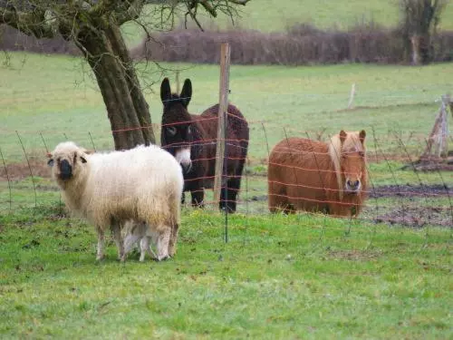 Aamiaismajoitus (B&B) Cardamome