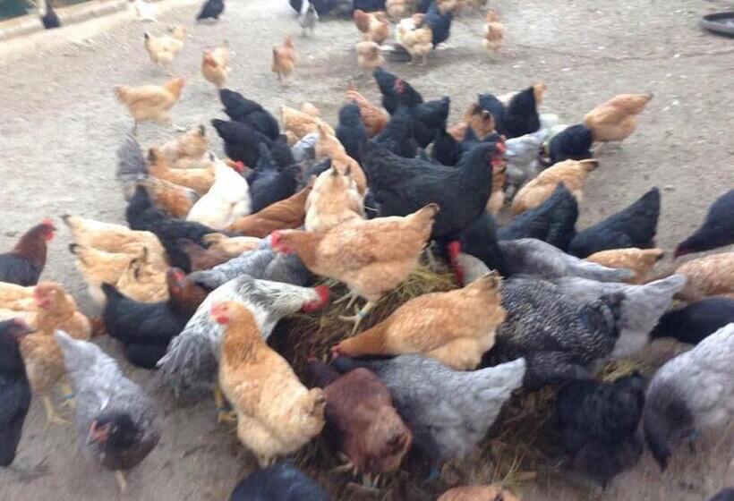 호텔 Ataalaya Farmhouse