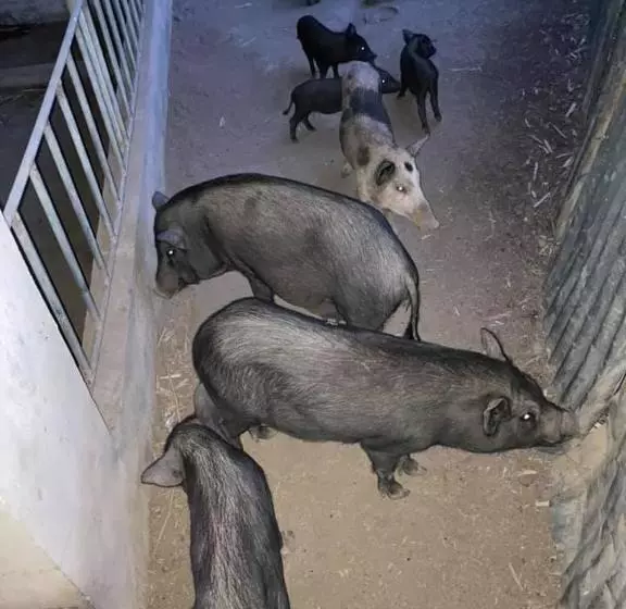 ホテル Ataalaya Farmhouse