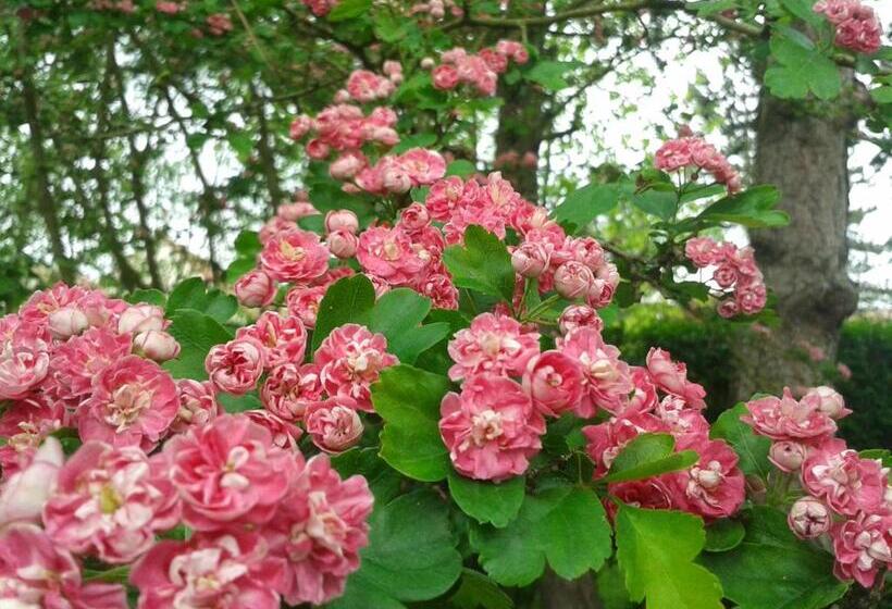 ペンション Chambre D Hotes Les Hortensias