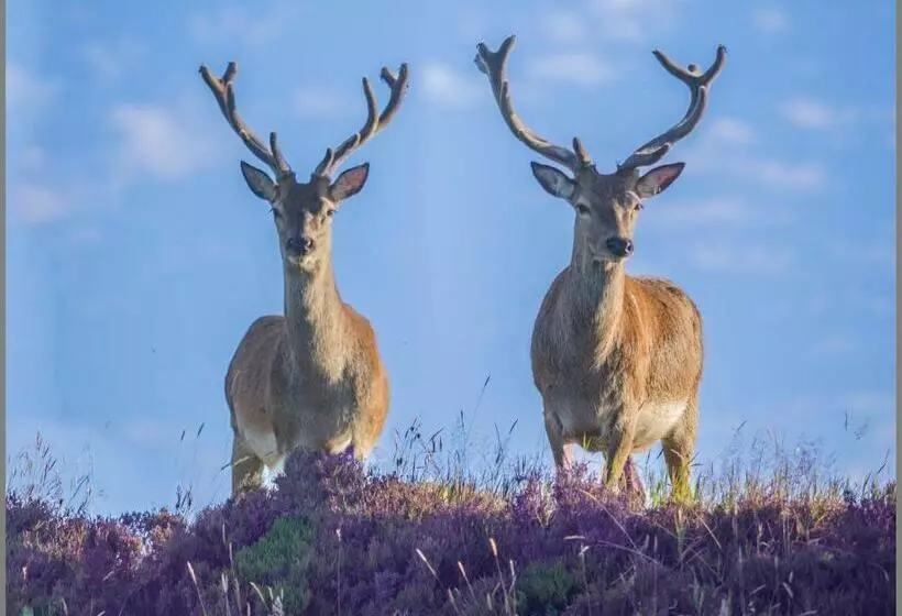 Aamiaismajoitus (B&B) Lathamor