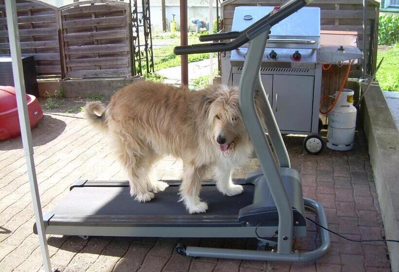 민박 Wohlfühloase Für Mensch Und Hund