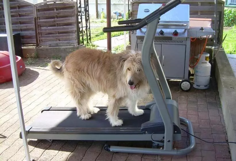 تختخواب و صبحانه Wohlfühloase Für Mensch Und Hund