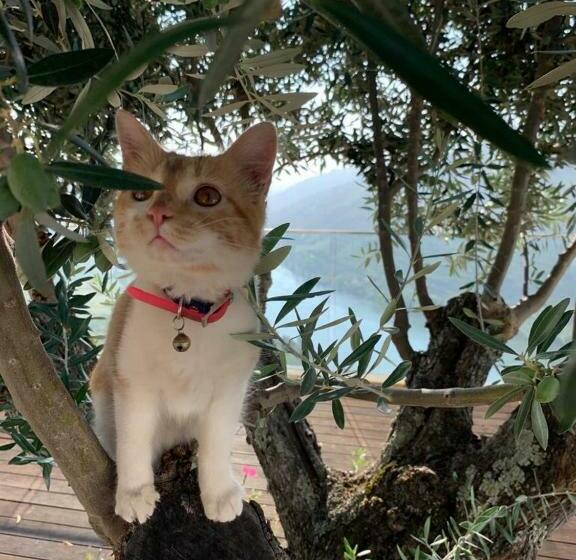 ペンション Imaginário D El Rei Guest House