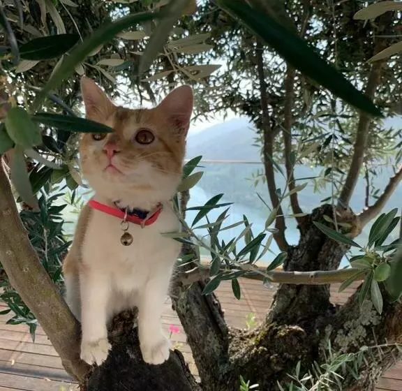 Majatalo Imaginário D El Rei   Guest House