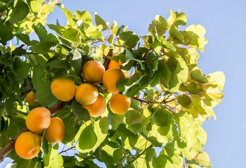 Nocleg ze śniadaniem L Albicocco