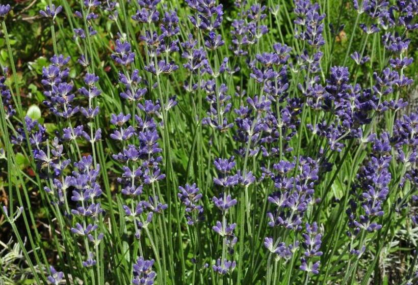 צימר L Escale Dordogne