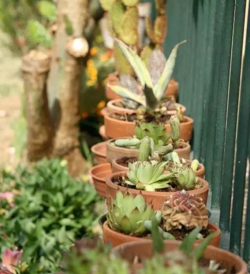 Ai Quattro Ulivi B&b