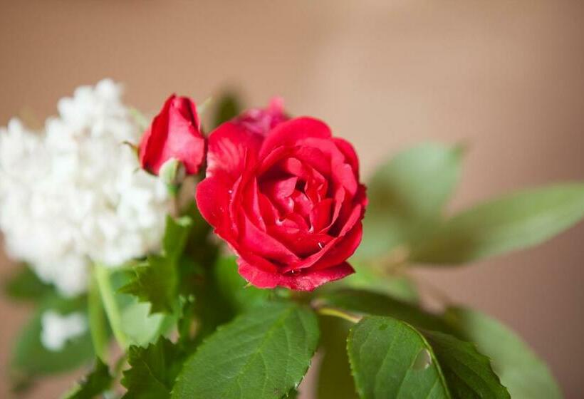 Bed and Breakfast Au Coeur De Montastruc La Conseillère   Chambres D Hôtes