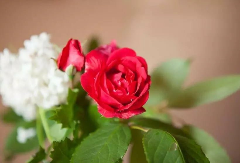 Aamiaismajoitus (B&B) Au Coeur De Montastruc La Conseillère   Chambres D Hôtes