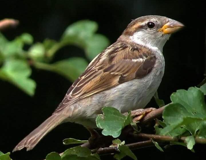 B&b Aan De Limes In Maurik