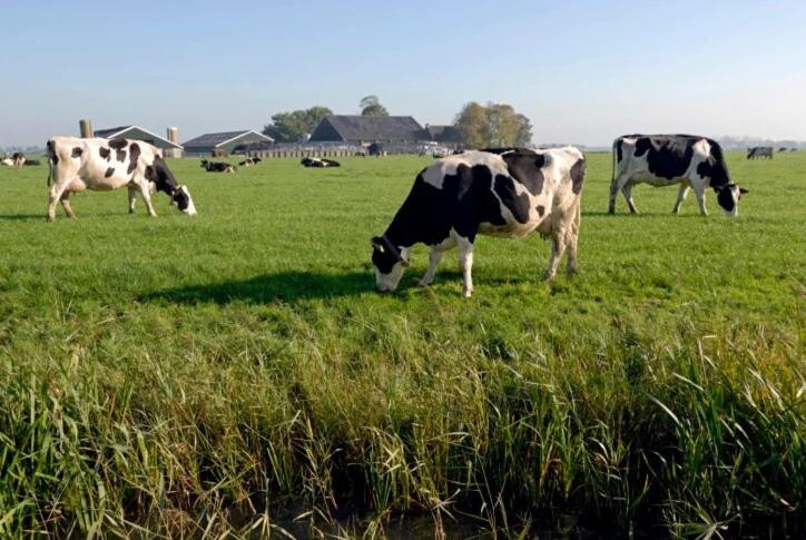 B&b Aan De Limes In Maurik