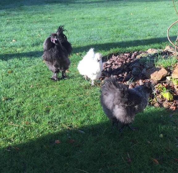 مبيت وإفطار Les Prémices De La Forêt