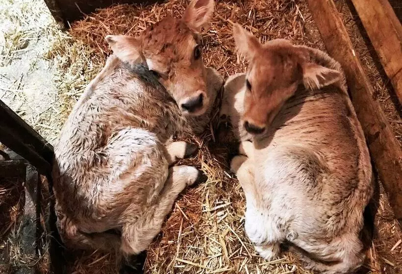 Отель Alfaierhof Bergheimat