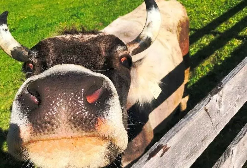 Отель Alfaierhof Bergheimat