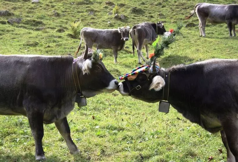 Отель Alfaierhof Bergheimat