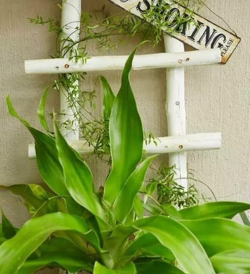 Majatalo The Fever Tree Guest House