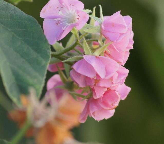 פנסיון The Fever Tree Guest House