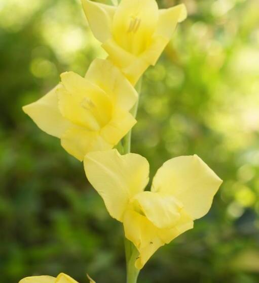 פנסיון The Fever Tree Guest House