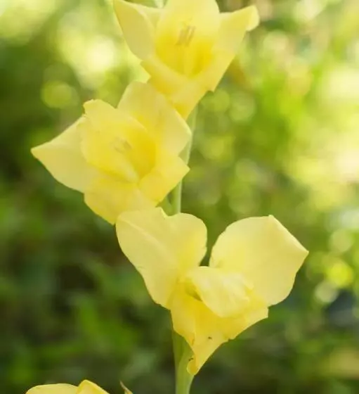 Majatalo The Fever Tree Guest House