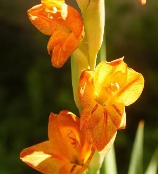 Majatalo The Fever Tree Guest House