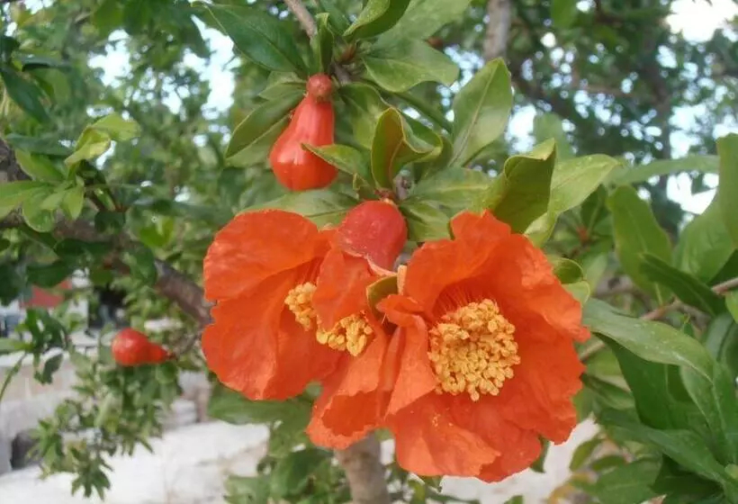 Aamiaismajoitus (B&B) Il Corallo Del Salento