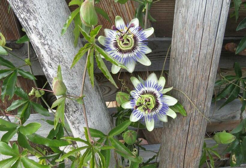 Pension Haus Bergblick