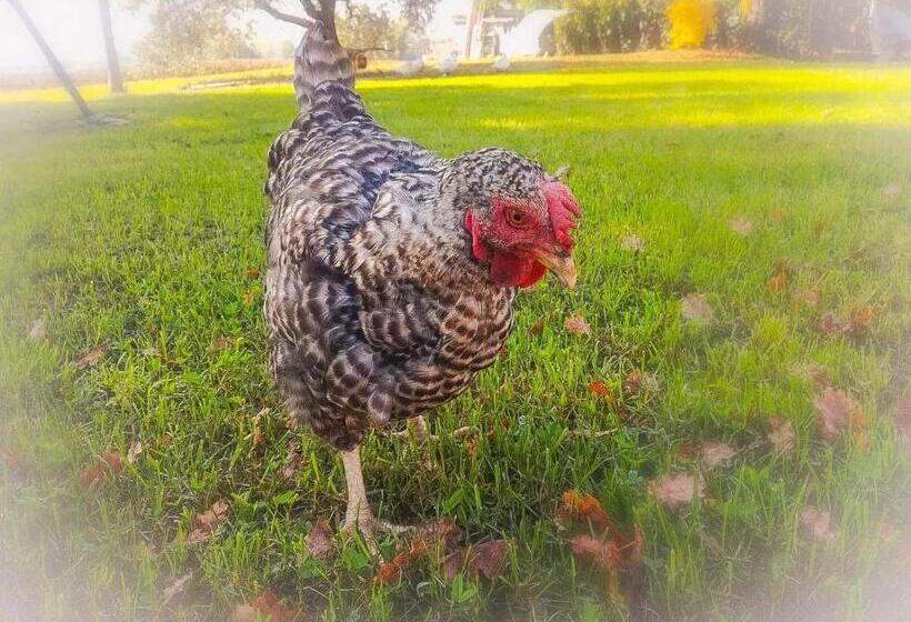 ホテル Country Rooms & Suite La Quercia