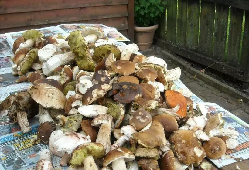 Majatalo Penzion Bázum