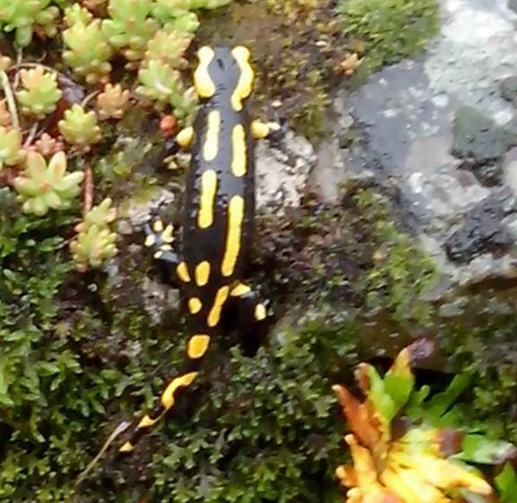 צימר Chambre D Hotes De La Bastide De Najac