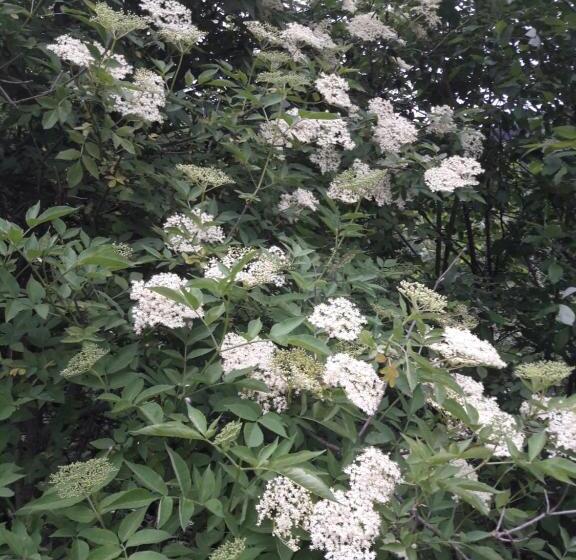 호텔 Rieserhof/fam. Meißnitzer