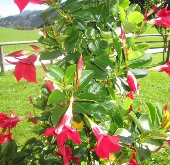 ホテル Rieserhof/fam. Meißnitzer