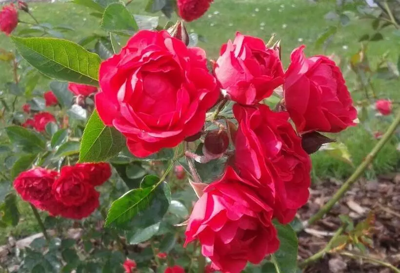 Majatalo Haus Am Roseneck