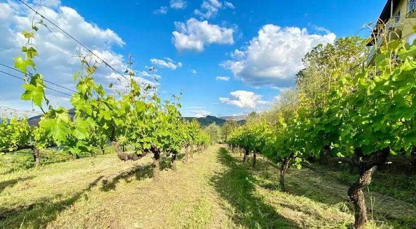 ホテル Private Douro  Quinta Das Susandas