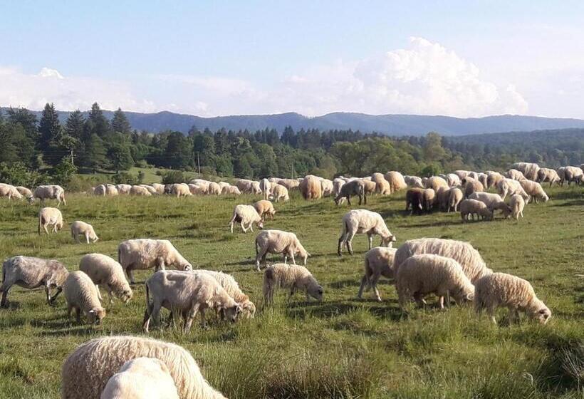 Pensiunea Kyfana Zarnesti