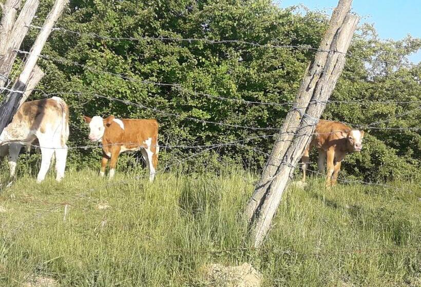 Pensiunea Kyfana Zarnesti