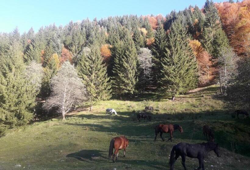 Pensiunea Kyfana Zarnesti