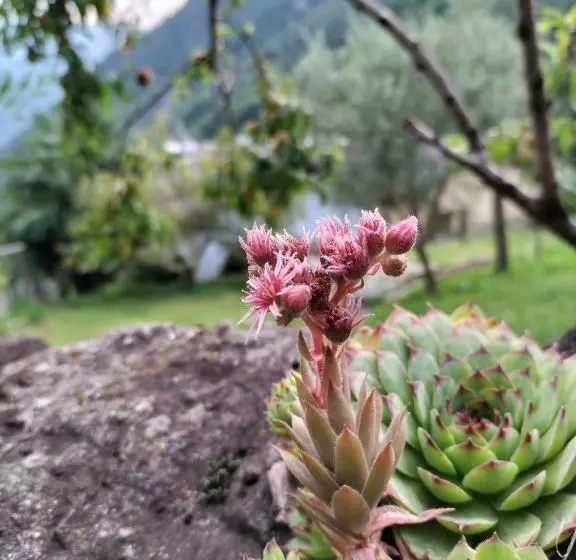 ベッドアンドブレックファースト Da Erminia