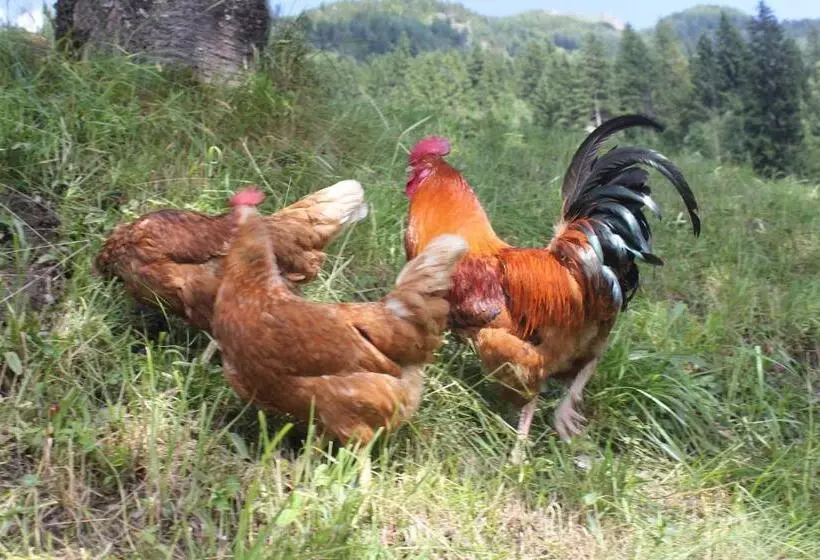 ホテル Bauernhof Grussberggut