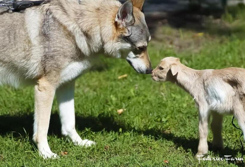 בית מלון כפרי Agriturismo La Casa Del Sarto