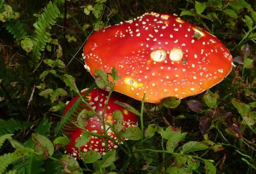 ペンション Fesengut