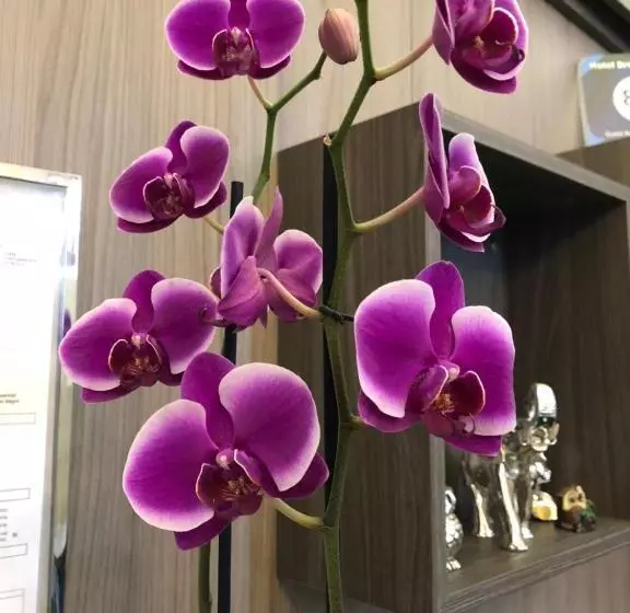 호텔 Brenta Milano