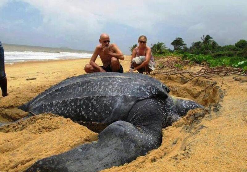 בית מלון כפרי Induruwa Beach Villa