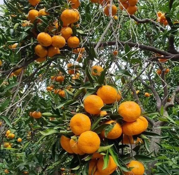 ホテル Arhodico Simou Mansion