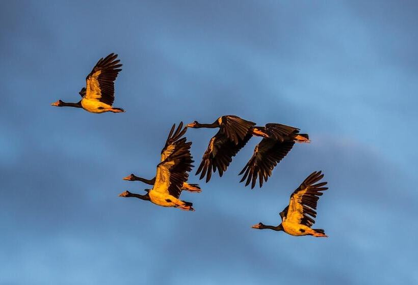 فندق Bamurru Plains