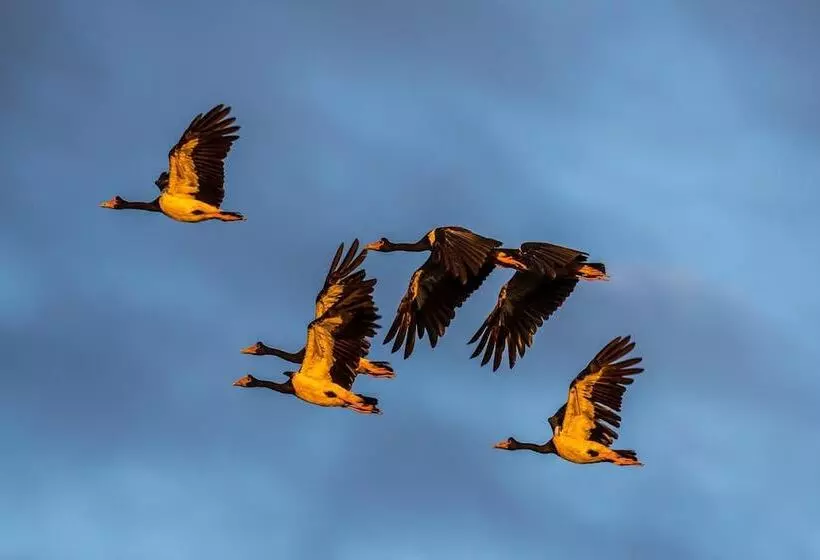 Hotel Bamurru Plains