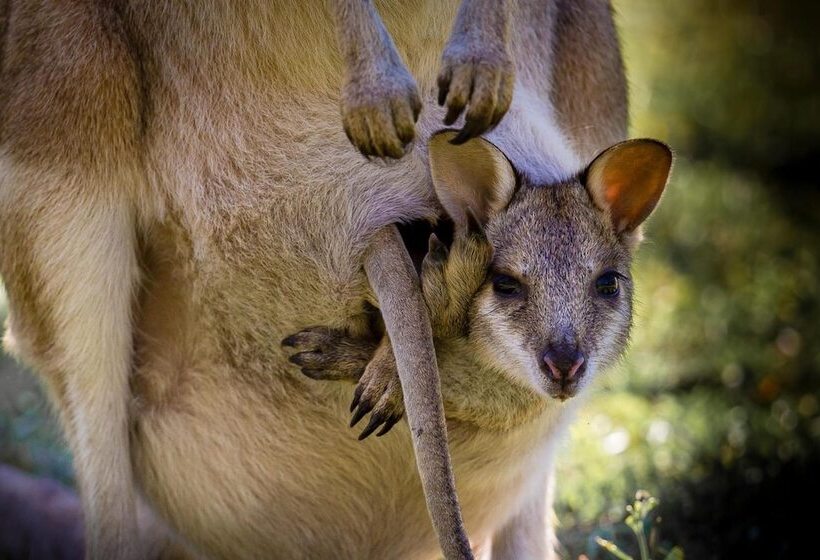 فندق Bamurru Plains