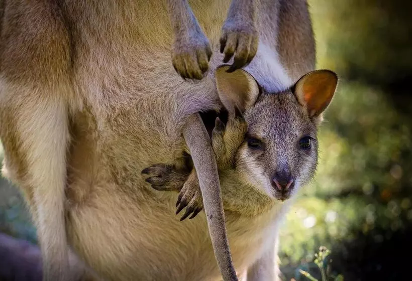 Hotel Bamurru Plains