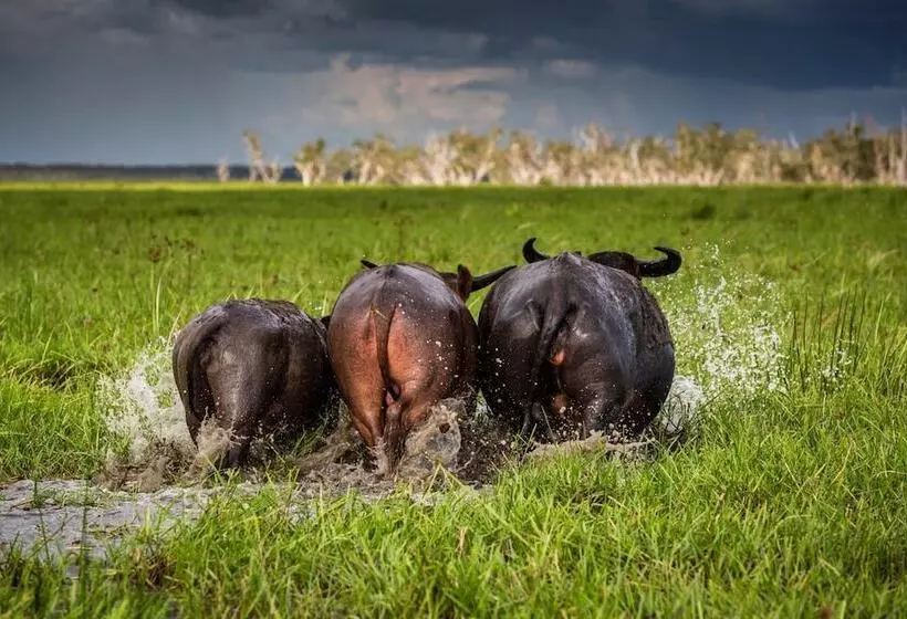 Hotel Bamurru Plains