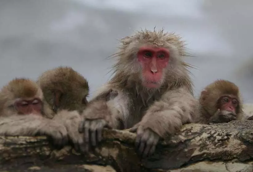 ホテル Hakuba Mominoki